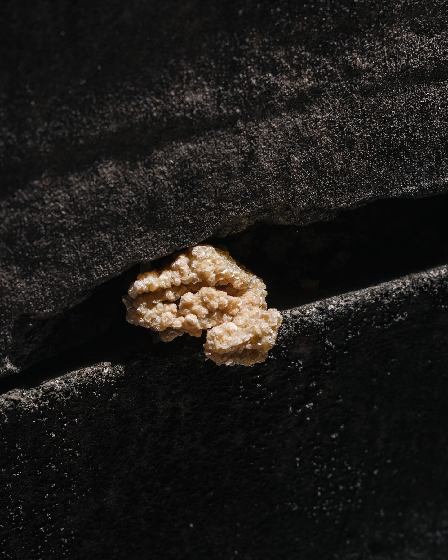 Wooden Base Series: Golden Mica 黃金雲母
